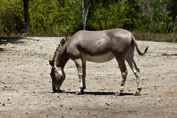 Sommali Wild Ass - Equus africanus somaliensis