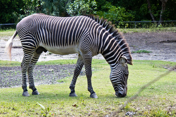 Fototapeta na wymiar Grévy's Zebra - also known as the Imperial Zebra