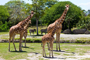 Group of Reticulated Giraffes