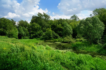 Summer nature