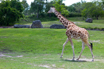 Reticulated Giraffe - Giraffa camelopardalis reticulata