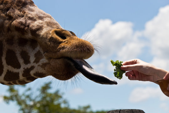 Reticulated Giraffe being fed by a woman