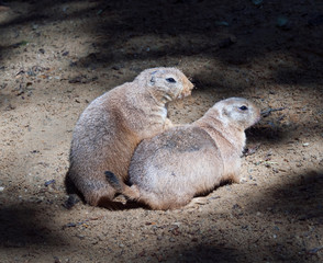 Black-tailed prairie dog