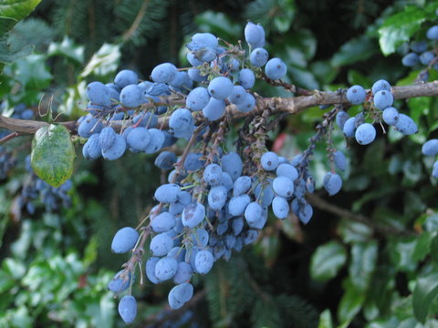 Berberitze-Fruchtstände mit blaubereiften Früchten