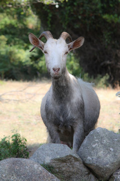 Ch&egrave;vre
