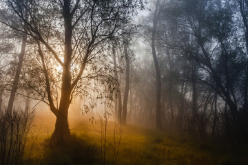 the sun's rays penetrating the fog in a pine forest