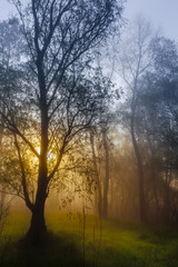 Obraz na płótnie Canvas the sun's rays penetrating the fog in a pine forest