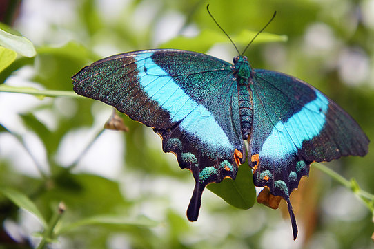 butterfly