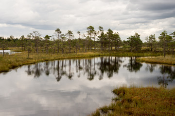 Fototapeta na wymiar swamp view with lakes and footpath
