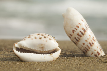 seashell
