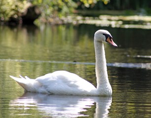 white swan