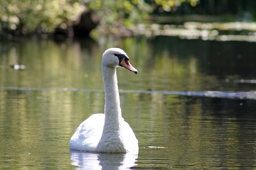 white swan
