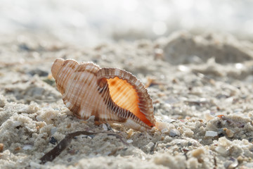 Shell on the beach