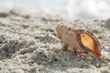 Shell on the beach