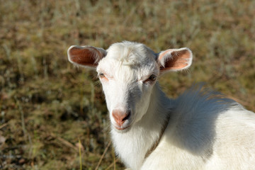 white goat on a summer pasture