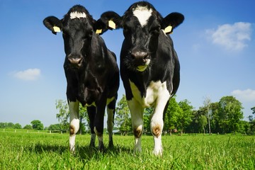 Zwei Rinder auf der Weide