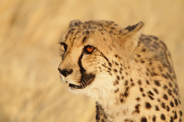 Very closeup of cheetah