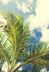 Fototapeta na wymiar palm tree over blue sky with white clouds