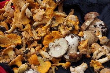 Girolles et cèpes