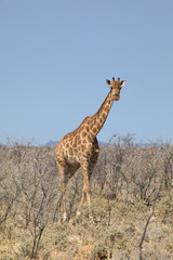 Giraffa in Namibia