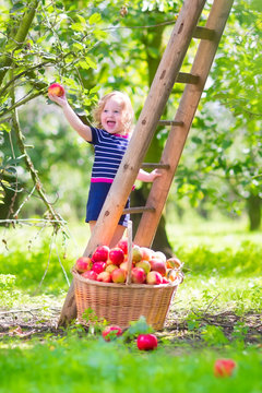 Adorable little girl in an apple garden