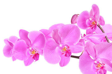 Phalaenopsis orchid branch isolated on white background