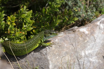 Lézard vert occidental (lacerta bilineata)