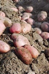 bio red potatoes