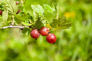 ripe gooseberries after the watering
