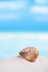 Obraz na płótnie Canvas nautilus shell on white Florida beach sand under the sun light