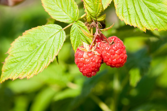 Raspberries. Growing Organic Berries closeup. Ripe raspberry in