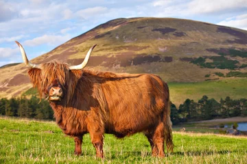 Papier Peint photo Lavable Vache Highland angus cow