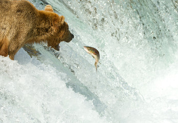 Grizzly trifft Lachs
