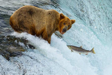 Fototapeta premium Braunbär beim Lachsfang (Alaska/USA)