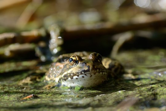 grenouille