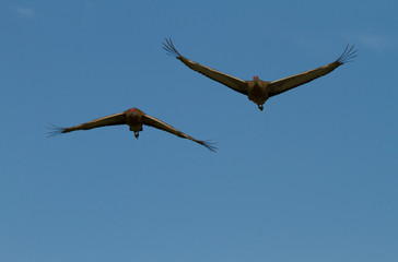 flying cranes