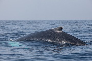 Fototapeta premium Humpback Whale Diving
