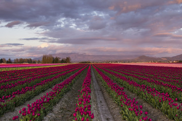Fototapeta na wymiar Skagit Valley Tulip Field