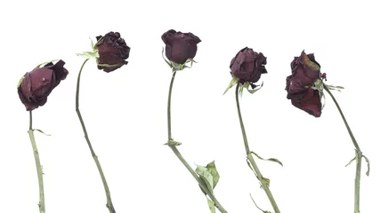 Crédence de cuisine en verre imprimé Roses withered rose