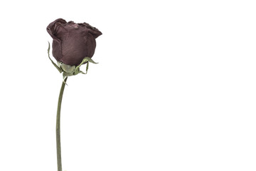 withered rose