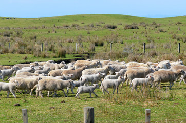 Flock of sheep during herding