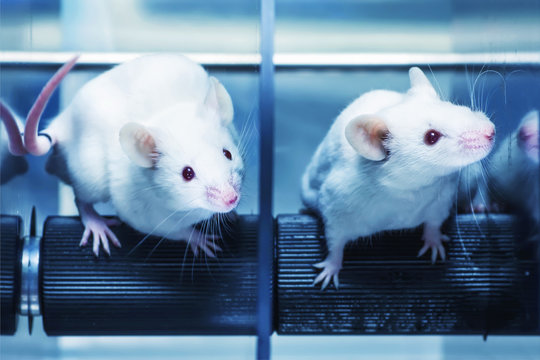 Laboratory mice in the experiment test. Blue filter.