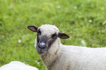 Obraz premium Sheep in a summer pasture