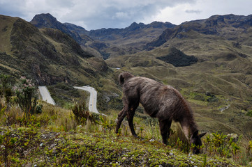 Lamas Family in El Cajas National Park, Ecuador