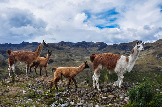 Lamas Family in El Cajas National Park, Ecuador