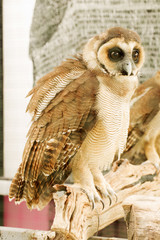 Brown faced owl