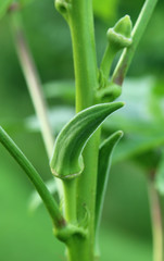 Green Okra