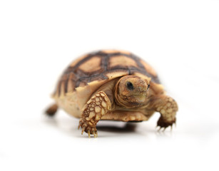 Obraz premium turtle