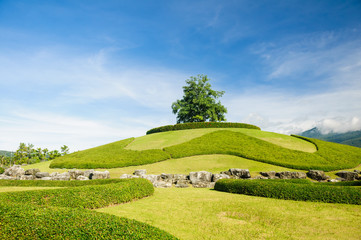 Lonely tree on the top of a hill