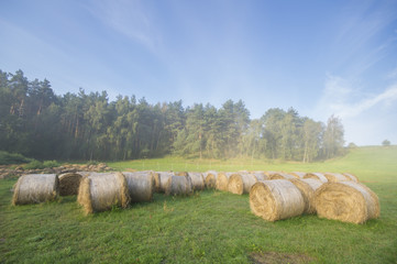 Bale siana ułożone na zamglonej łące pod lasem © Mike Mareen